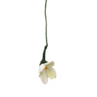 Schneeglöggli - Thumbnail Image 1